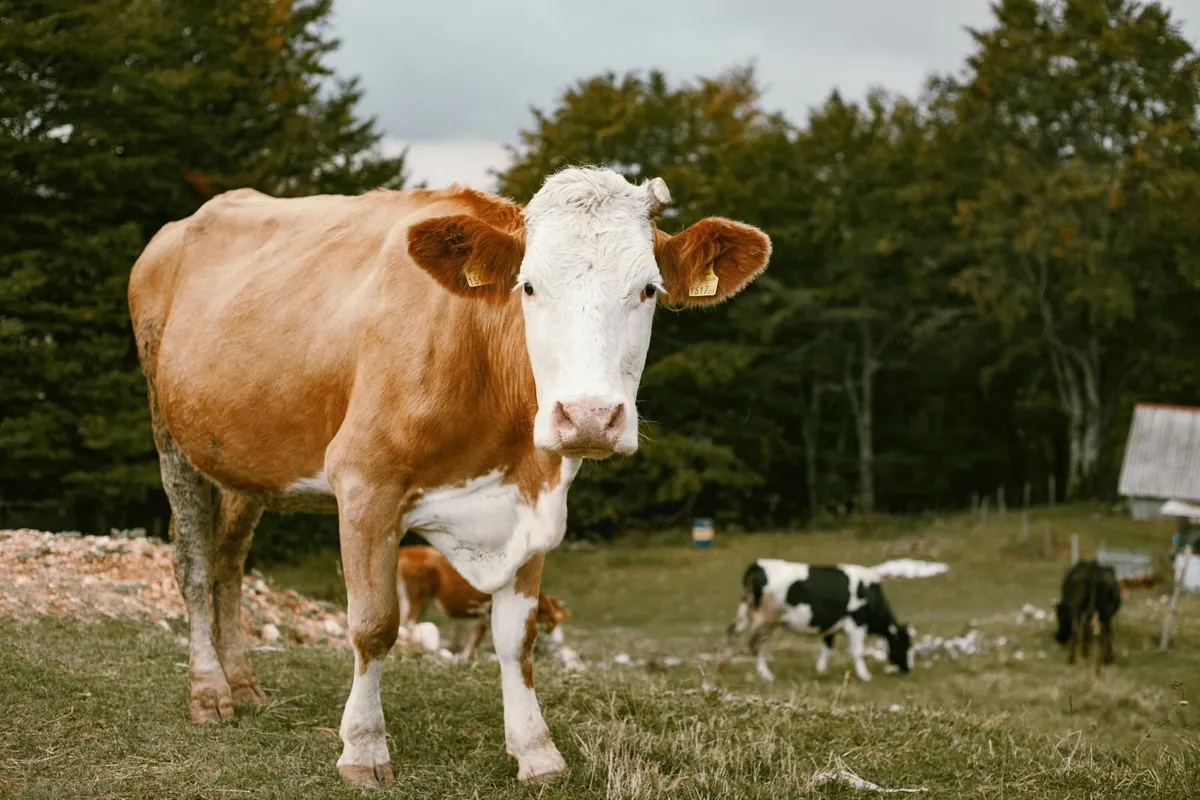 The Farmers Daughter  Farm Accounts Service