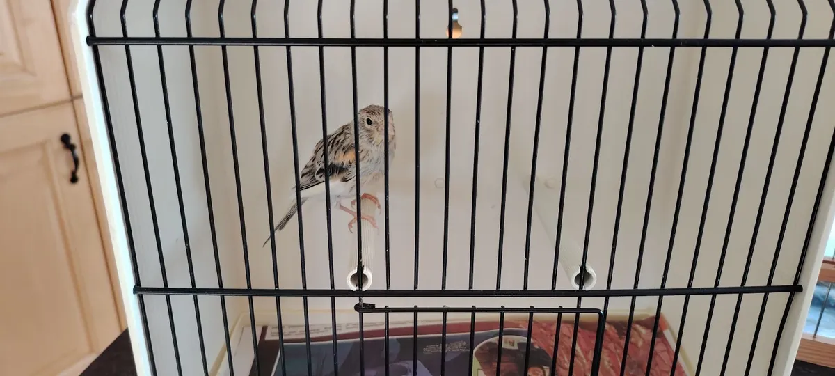 Canaries and Equipment for sale - Image 2
