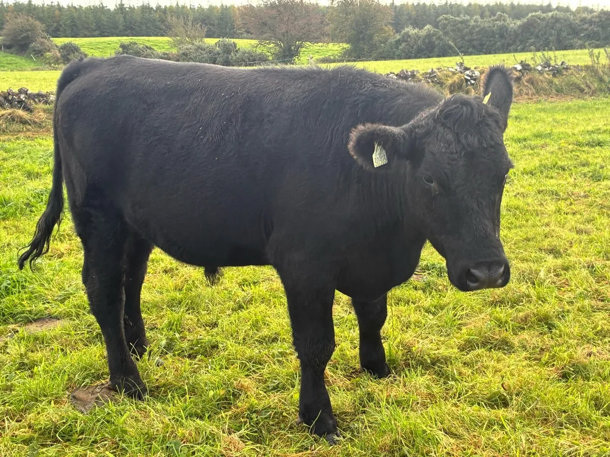 Angus bullocks - Image 1