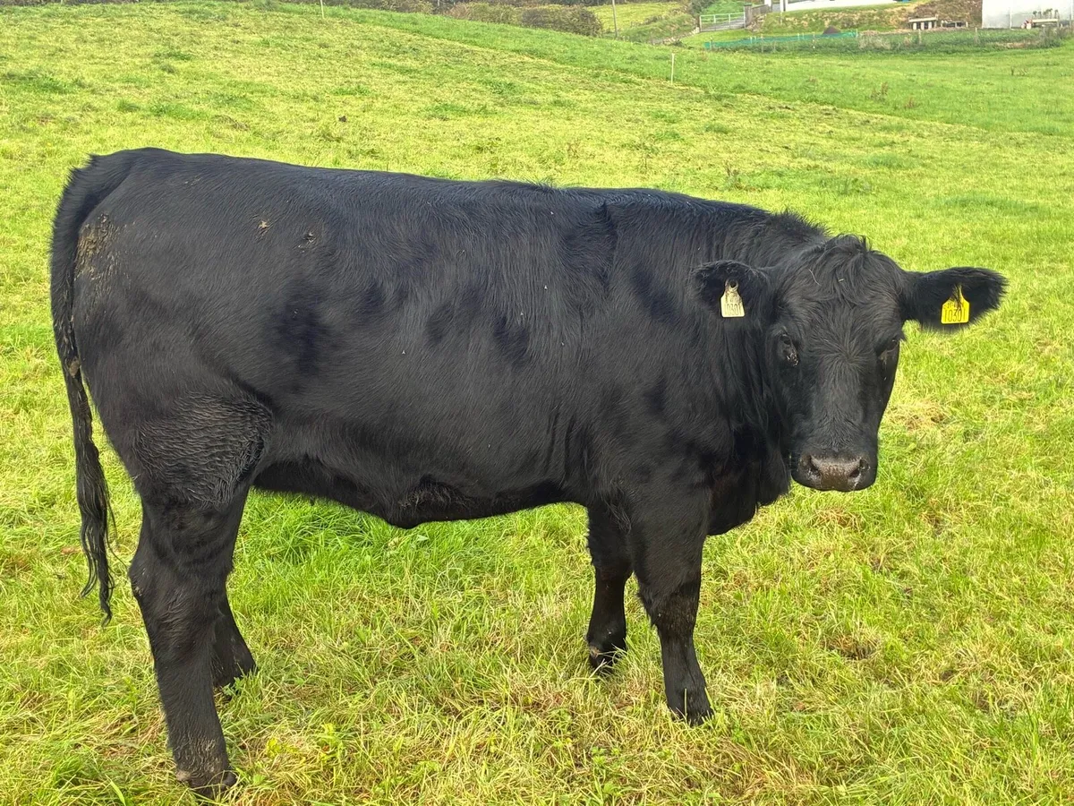 Angus bullocks - Image 2