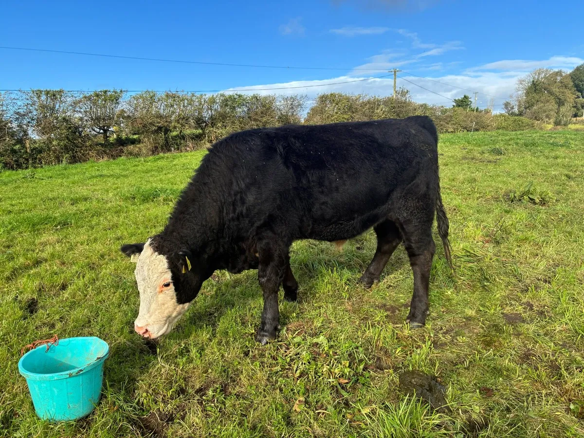 Angus bullocks - Image 3
