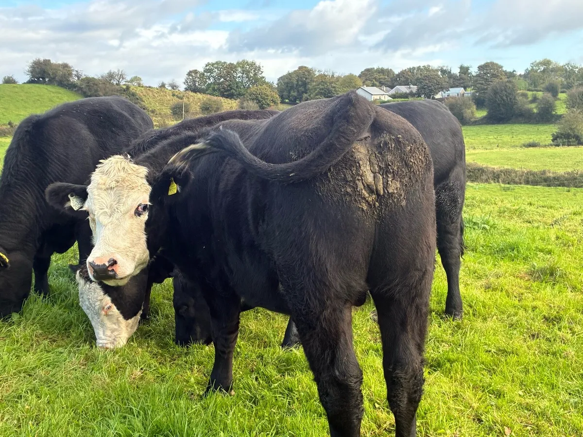 Angus bullocks - Image 4