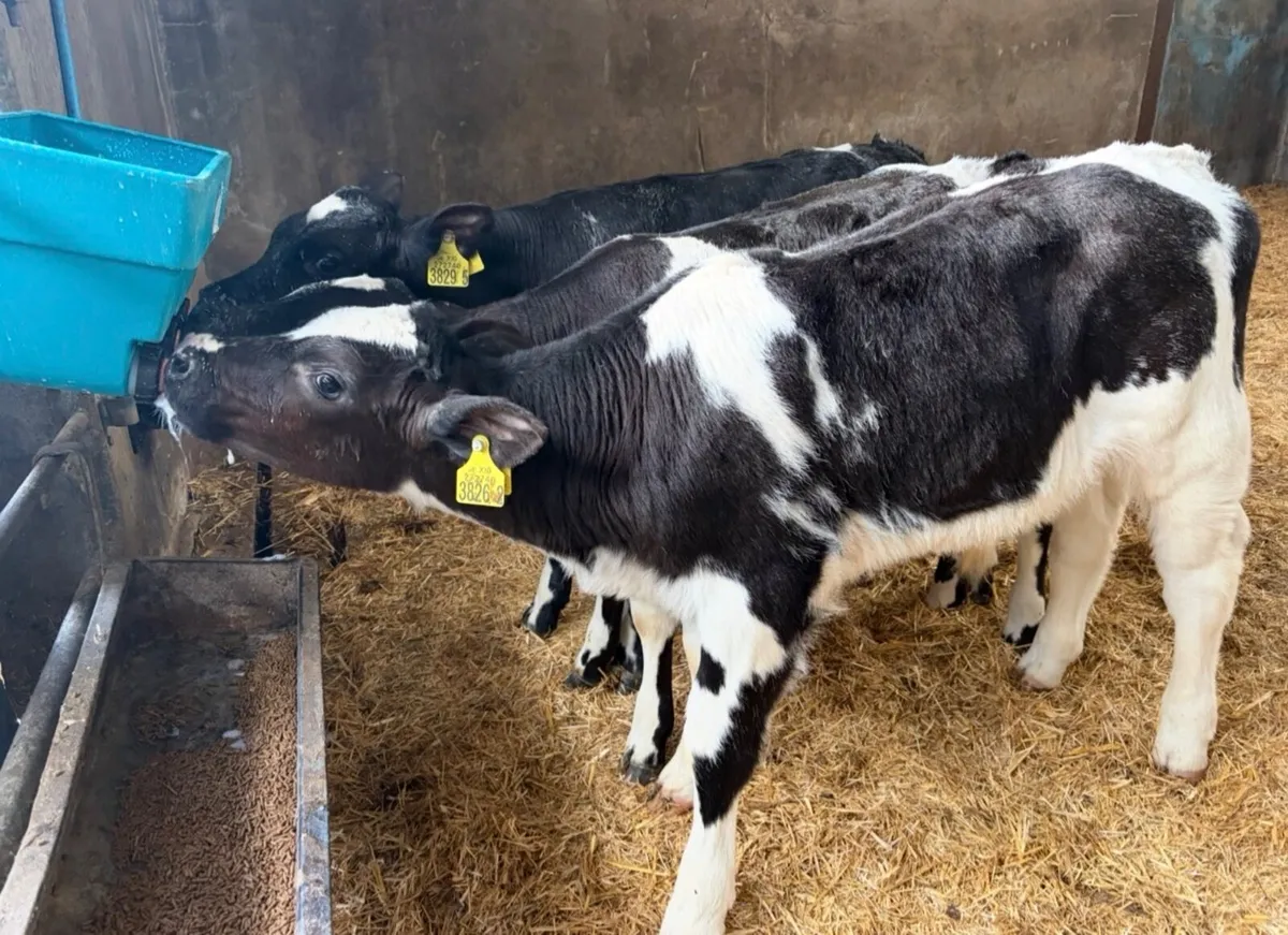 Calves - Image 1