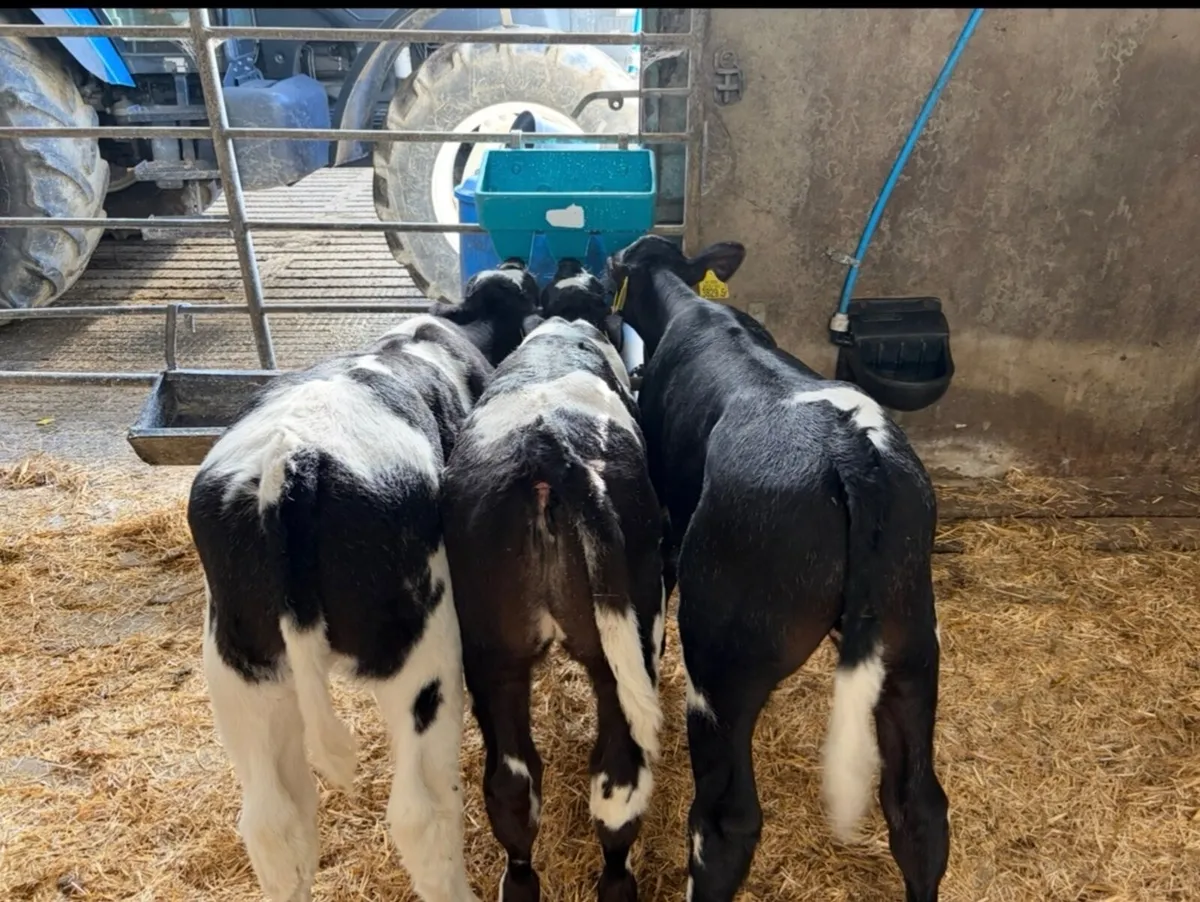 Calves - Image 2