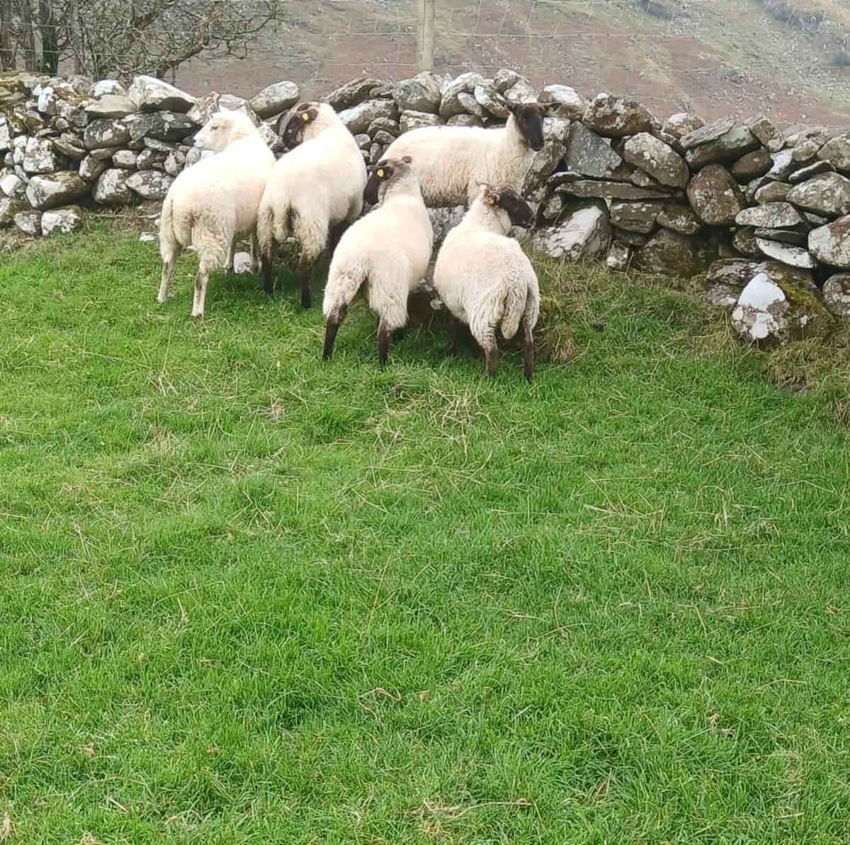 Crossbred Ewe Hoggets - Image 1