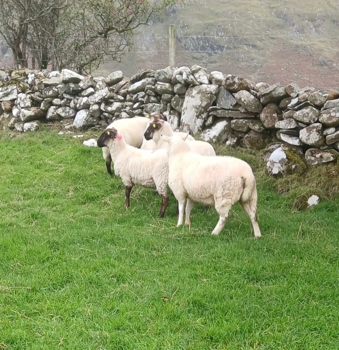 Crossbred Ewe Hoggets - Image 2
