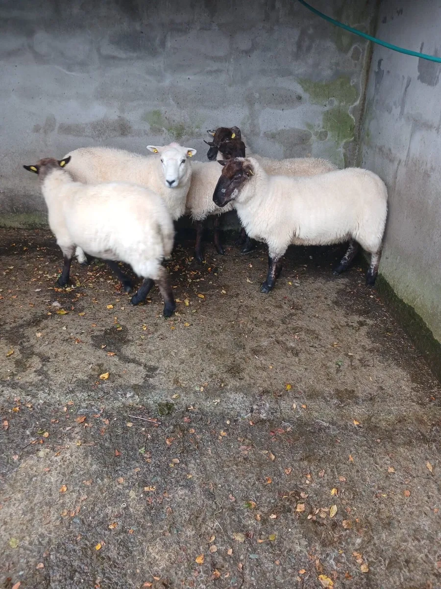 Crossbred Ewe Hoggets - Image 4