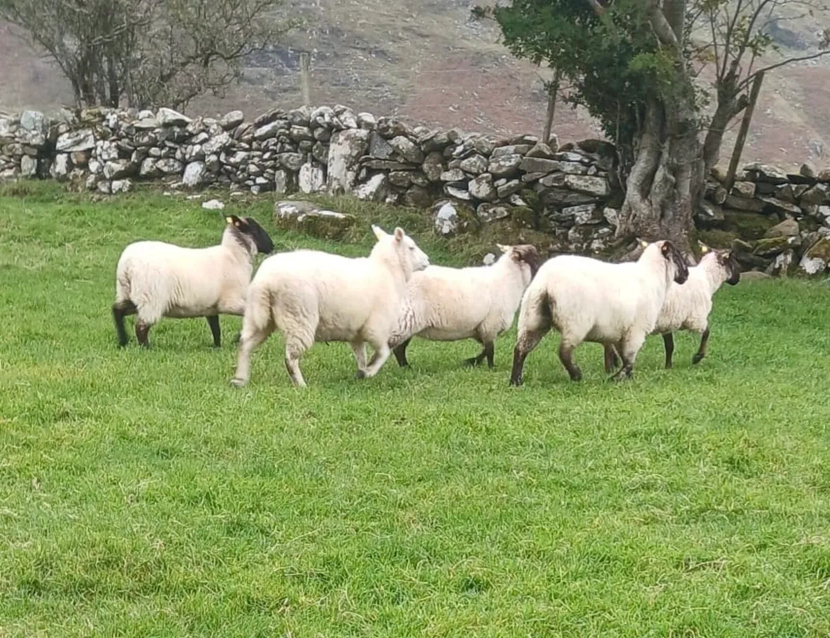 Crossbred Ewe Hoggets - Image 3