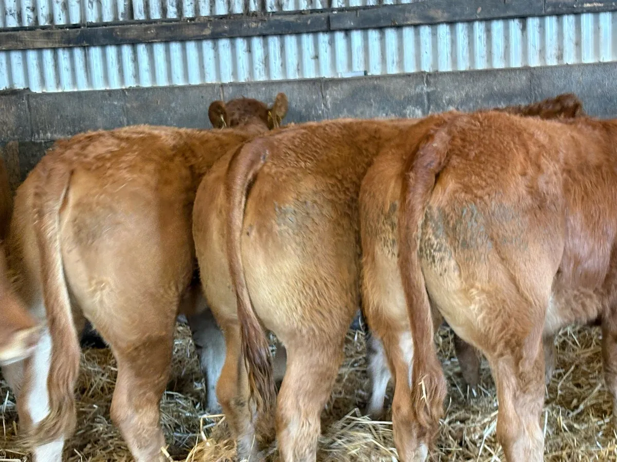 5 smashing limousine heifers - Image 2