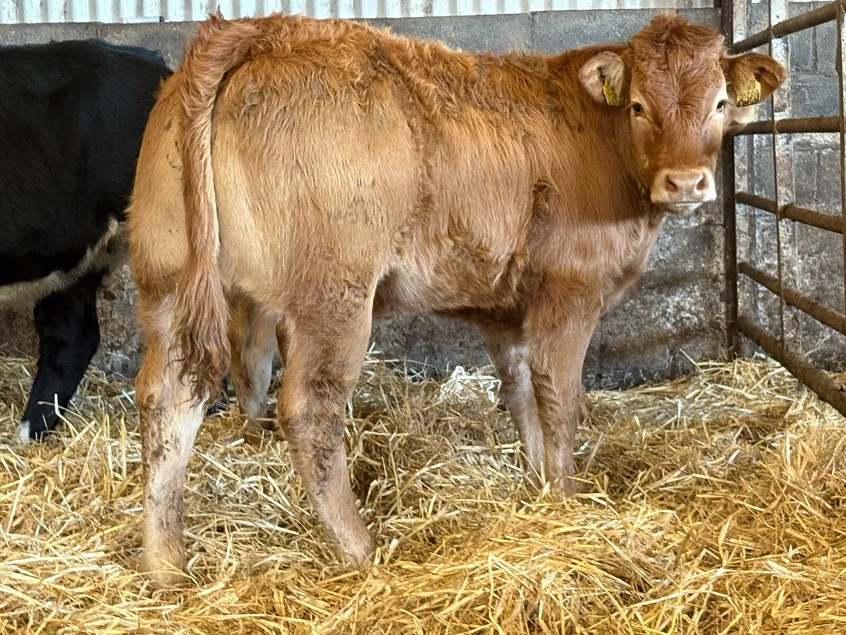 5 smashing limousine heifers - Image 3