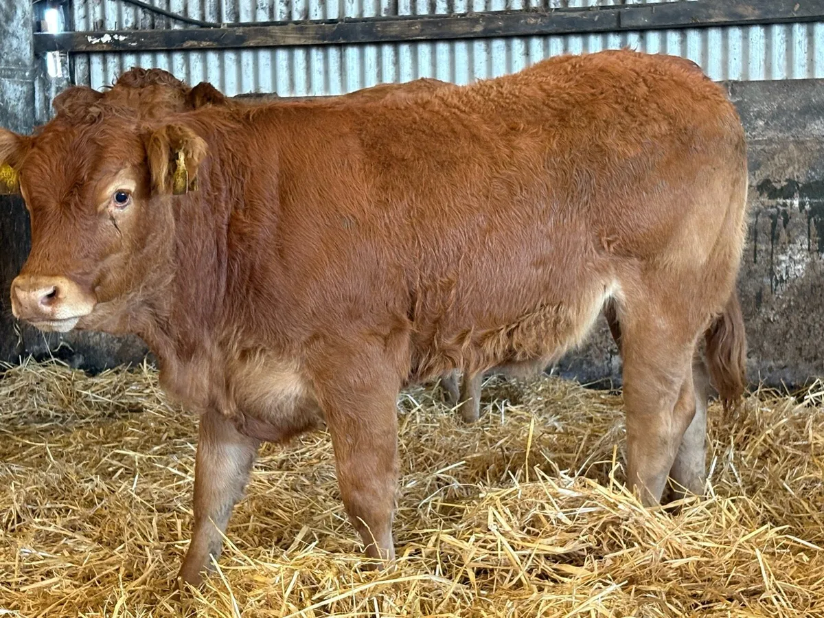 5 smashing limousine heifers - Image 2
