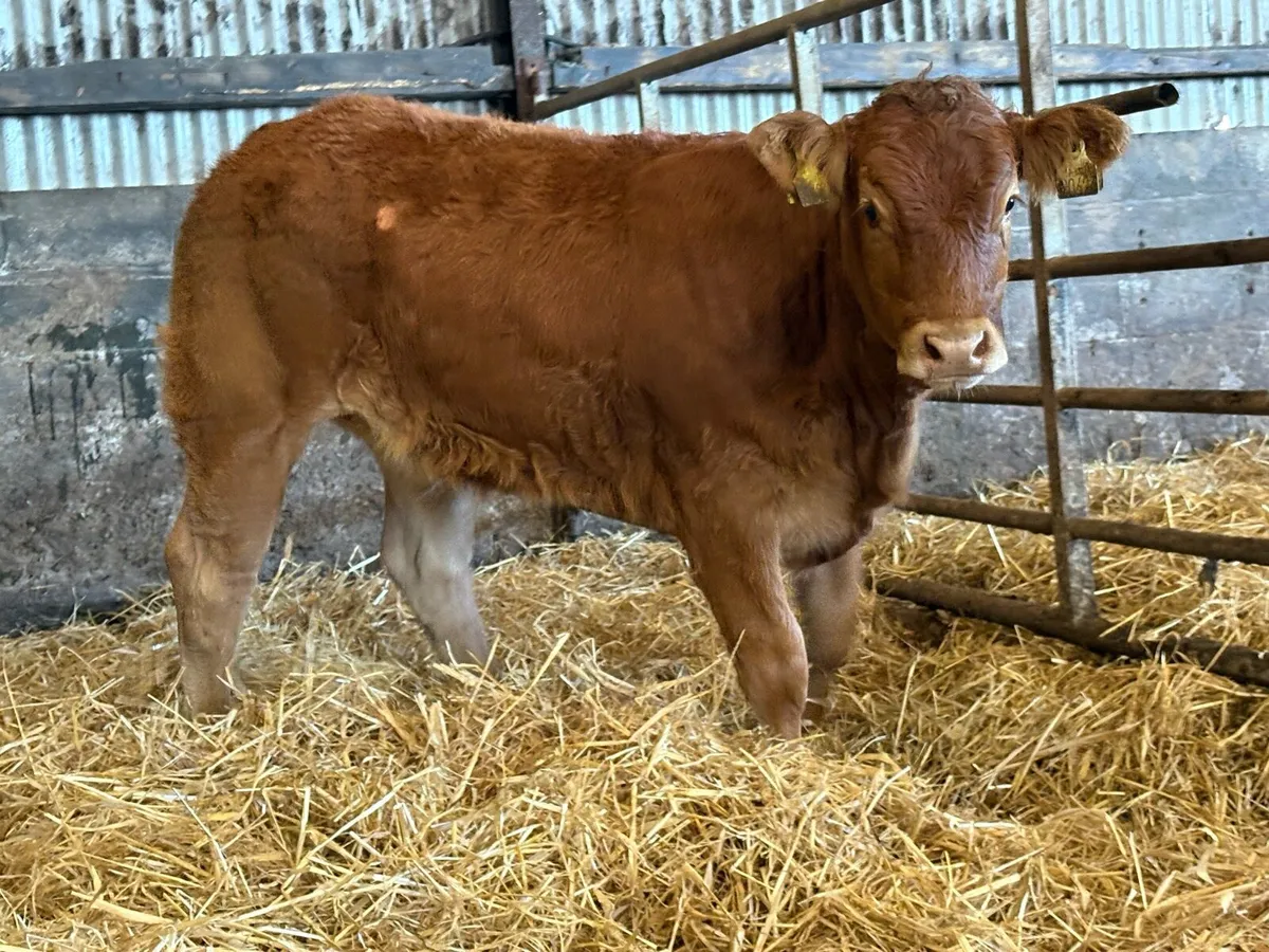 5 smashing limousine heifers - Image 3