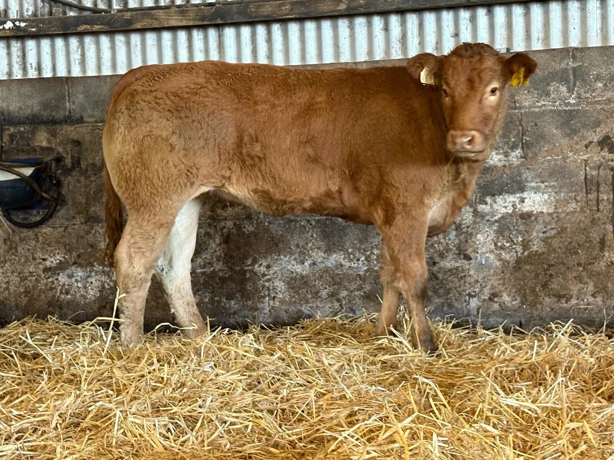 5 smashing limousine heifers - Image 4