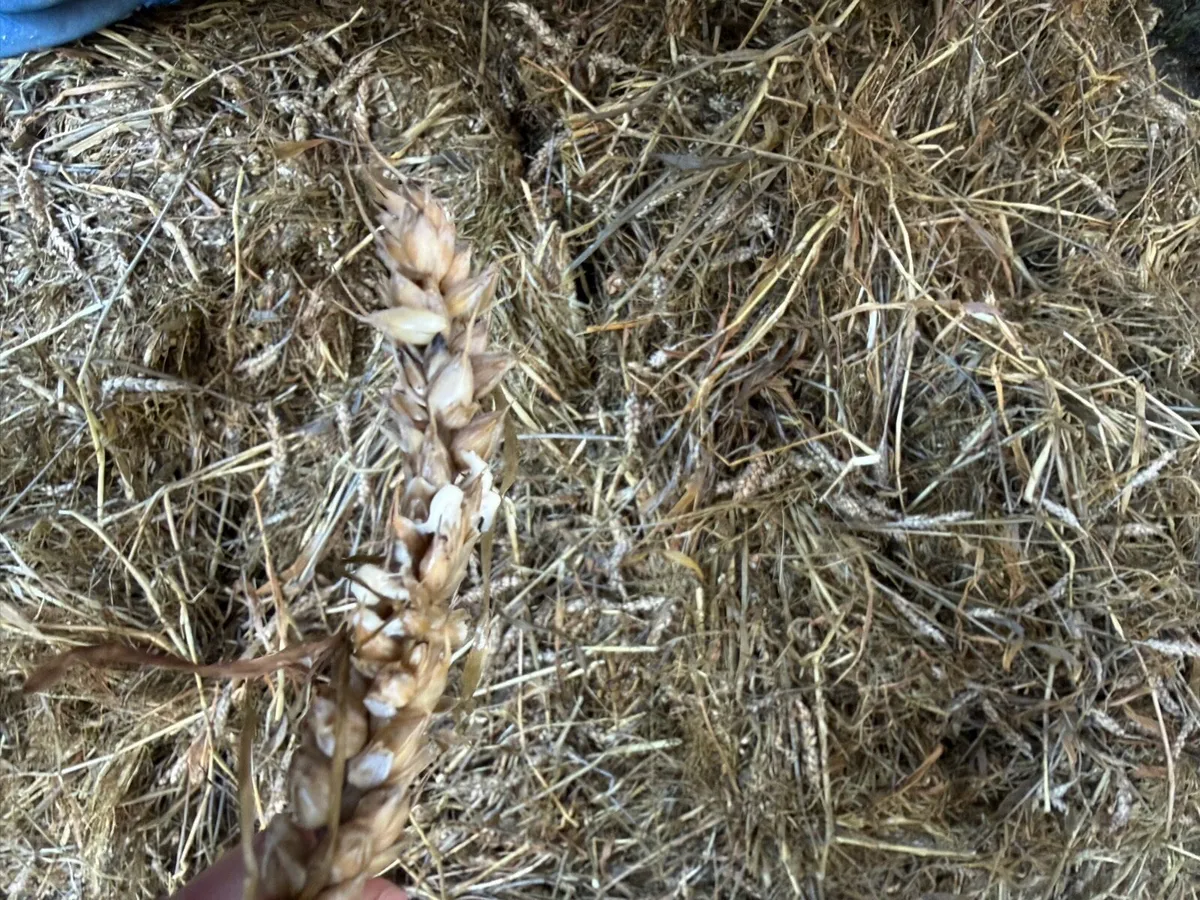 Round bale silage and haylage,Square bales haylage - Image 2