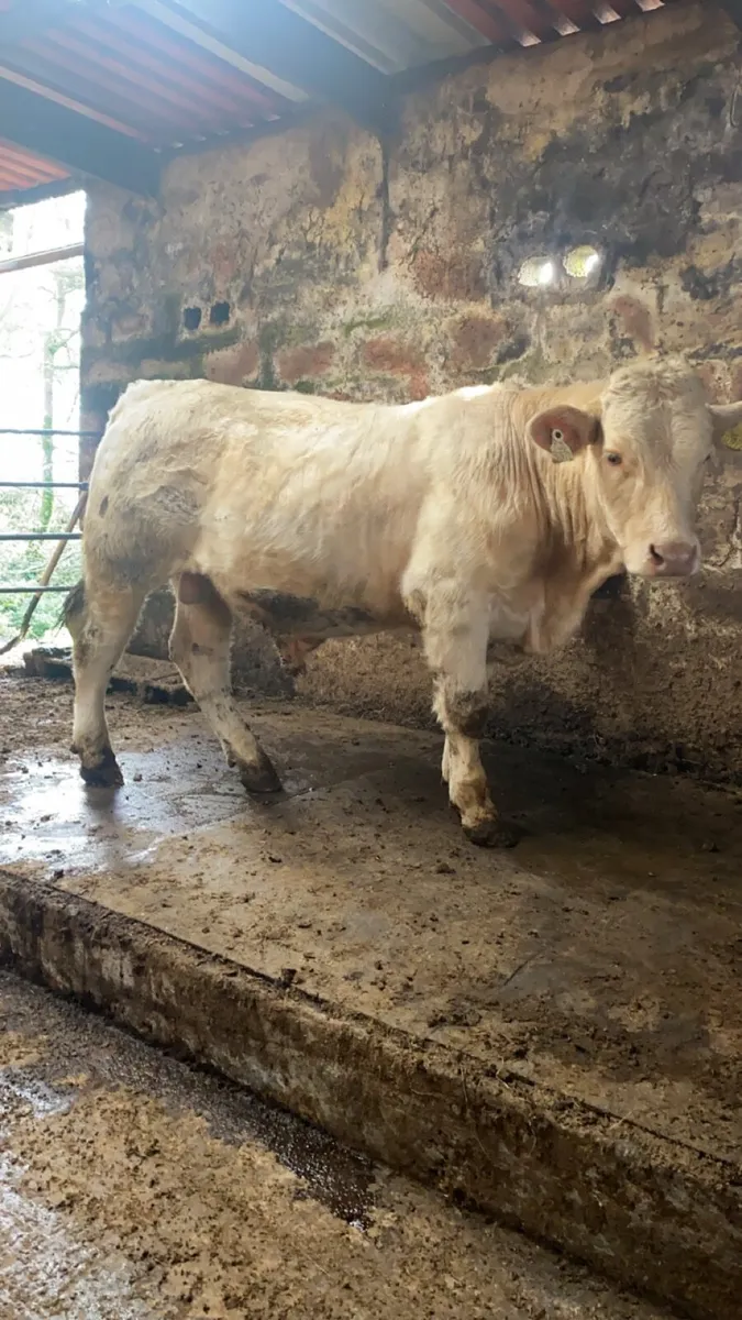 Pedigree Charolais bull - Image 1
