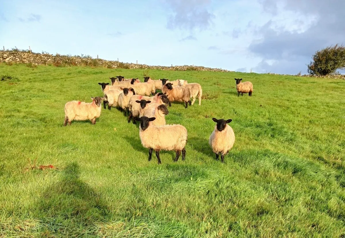 Suffolk Ewe Lambs - Image 3