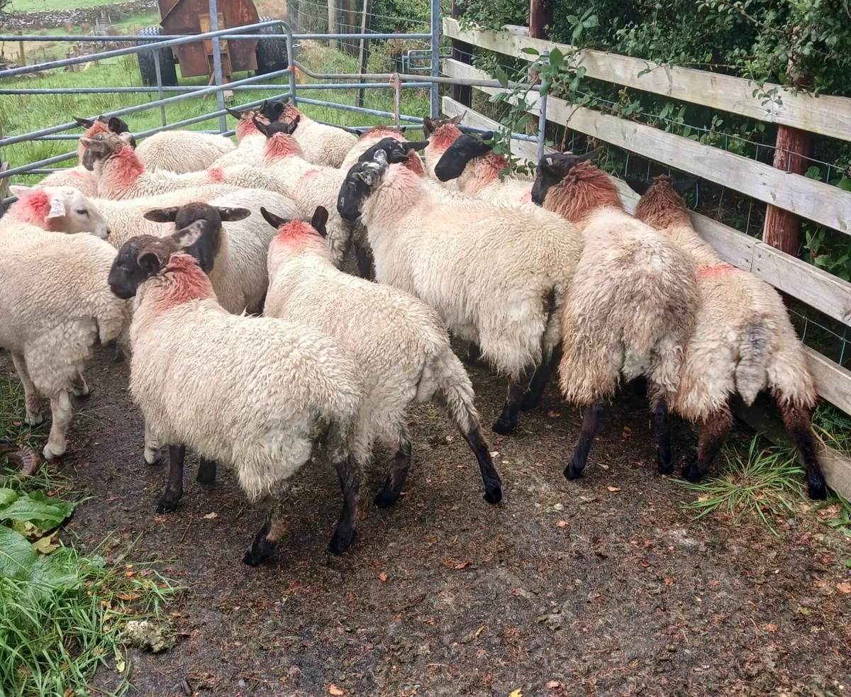 Suffolk Ewe Lambs - Image 4