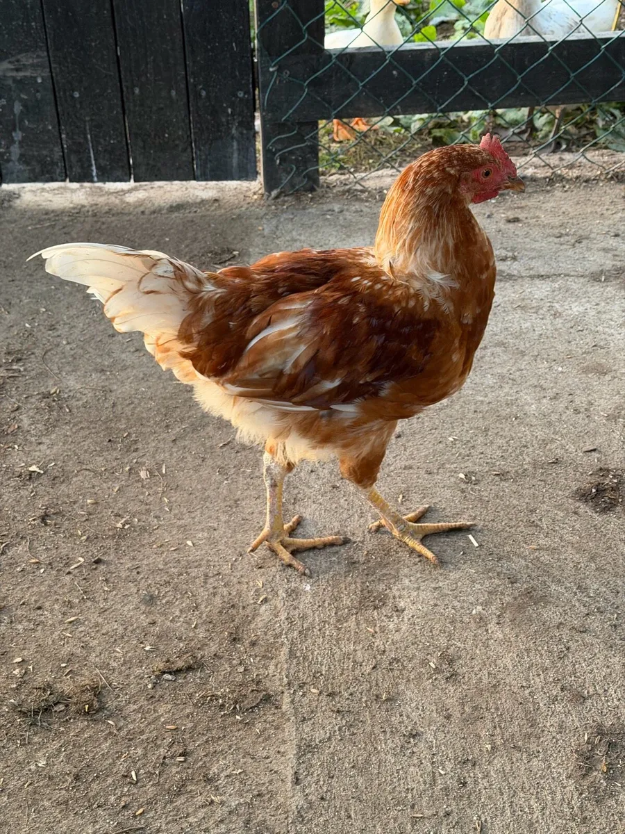 Rooster FREE - Image 1