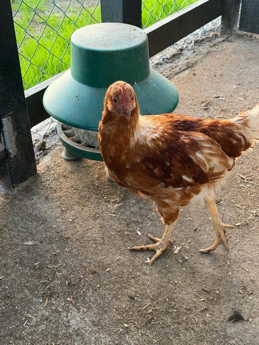 Rooster FREE - Image 2