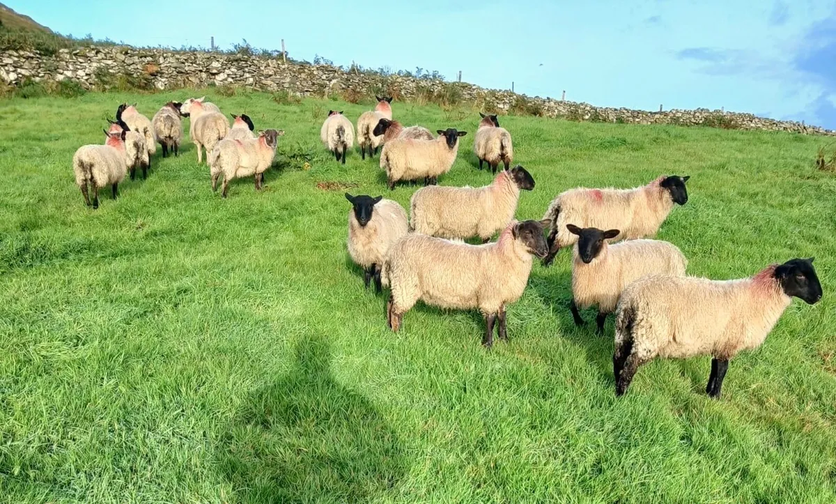 Suffolk Ewe Lambs - Image 1