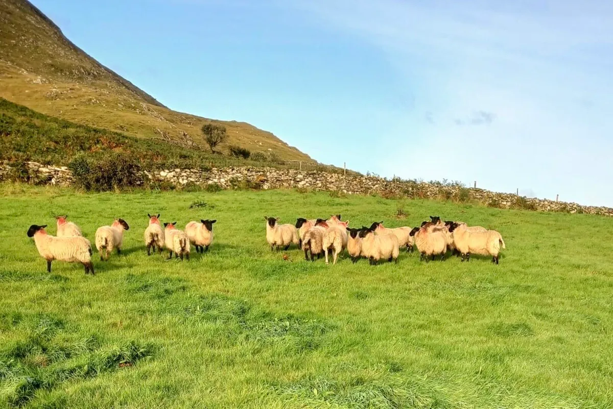 Suffolk Ewe Lambs - Image 2