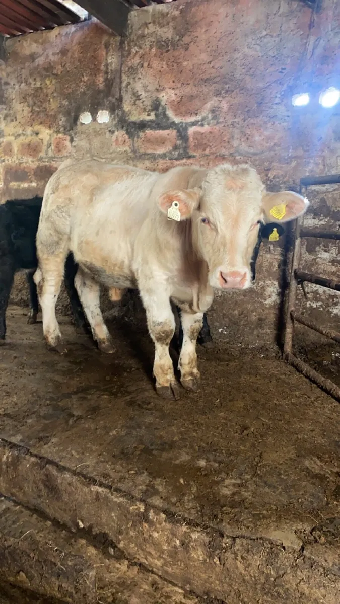 Pedigree Charolais bull - Image 3