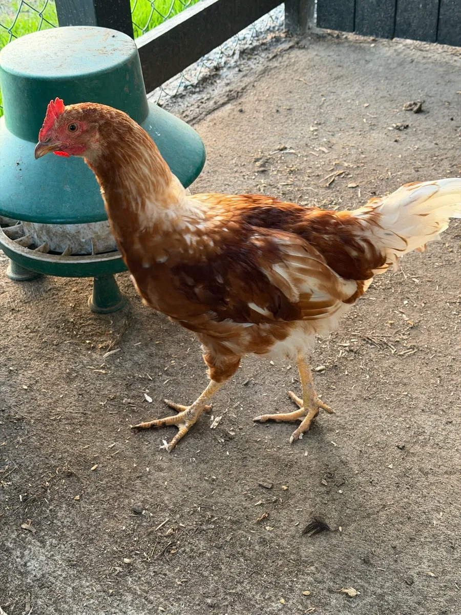 Rooster FREE - Image 3