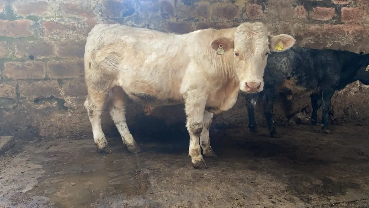 Pedigree Charolais bull - Image 2