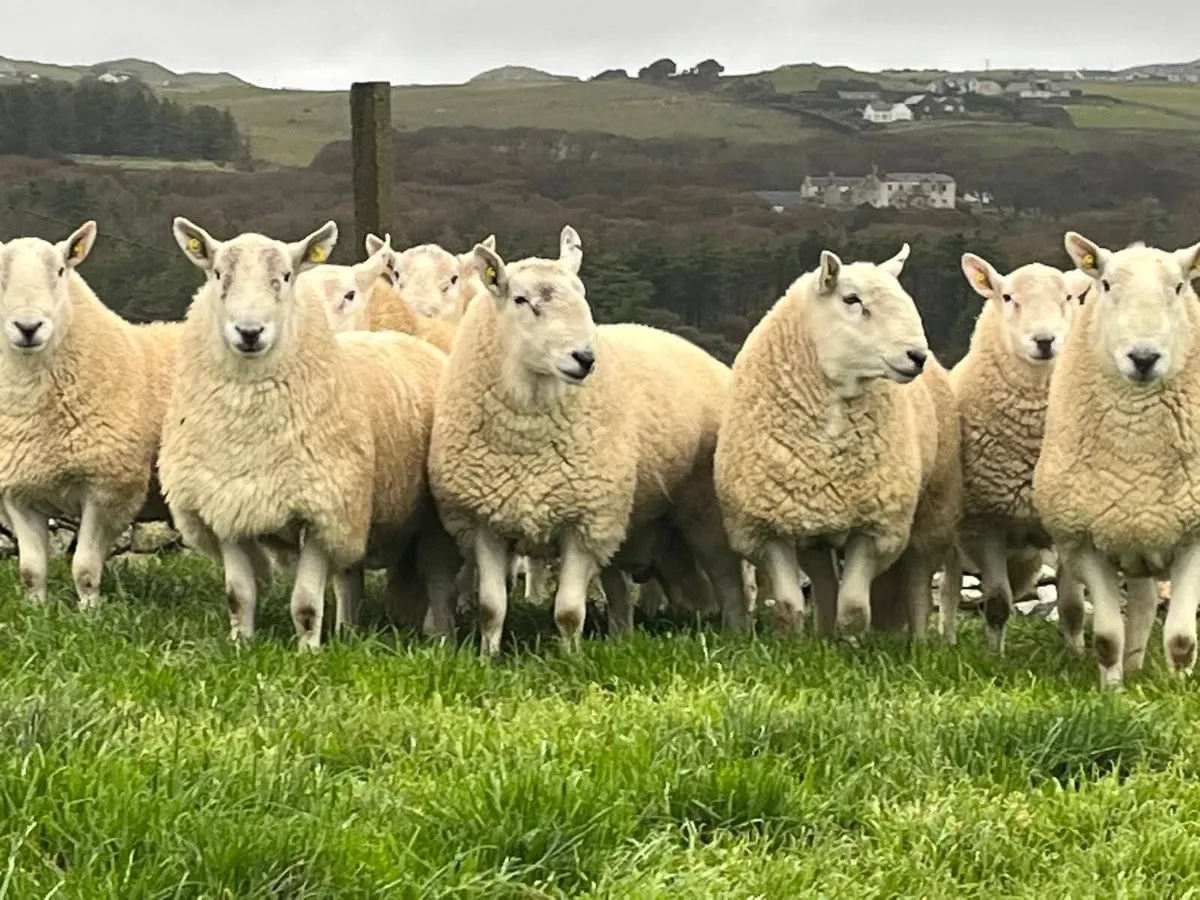 Pedigree Cheviot Rams - Image 1