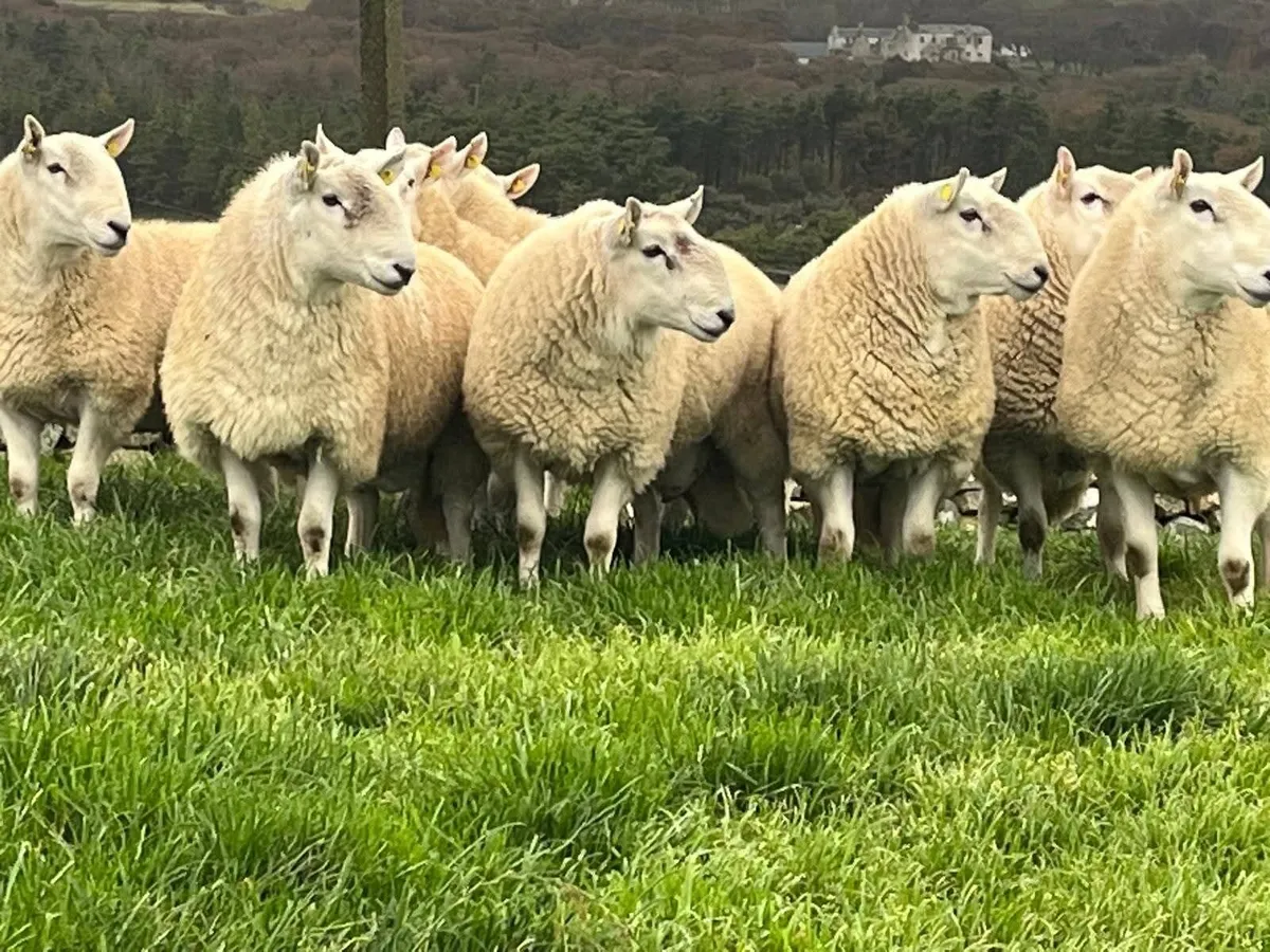 Pedigree Cheviot Rams - Image 2