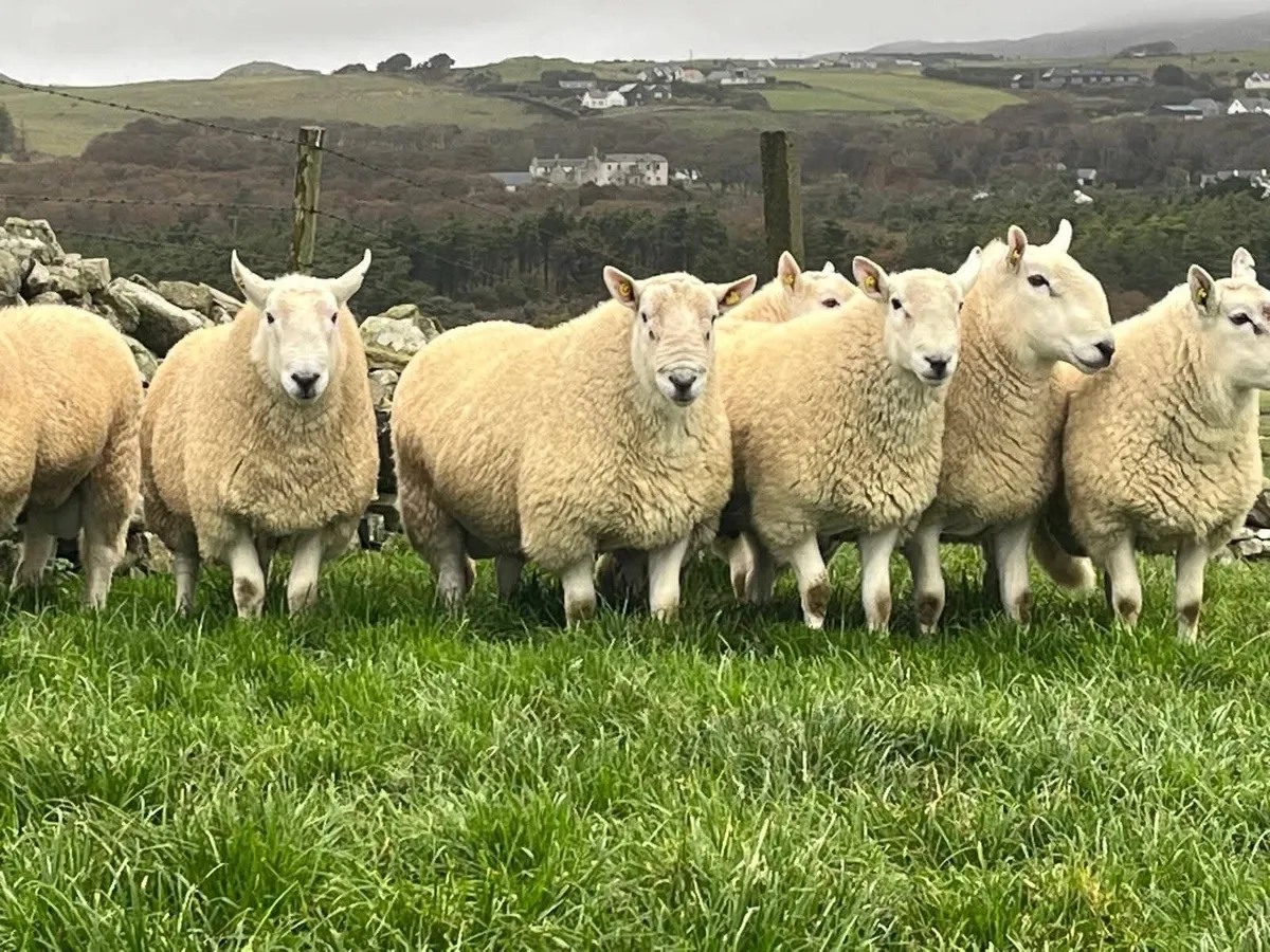 Pedigree Cheviot Rams - Image 3