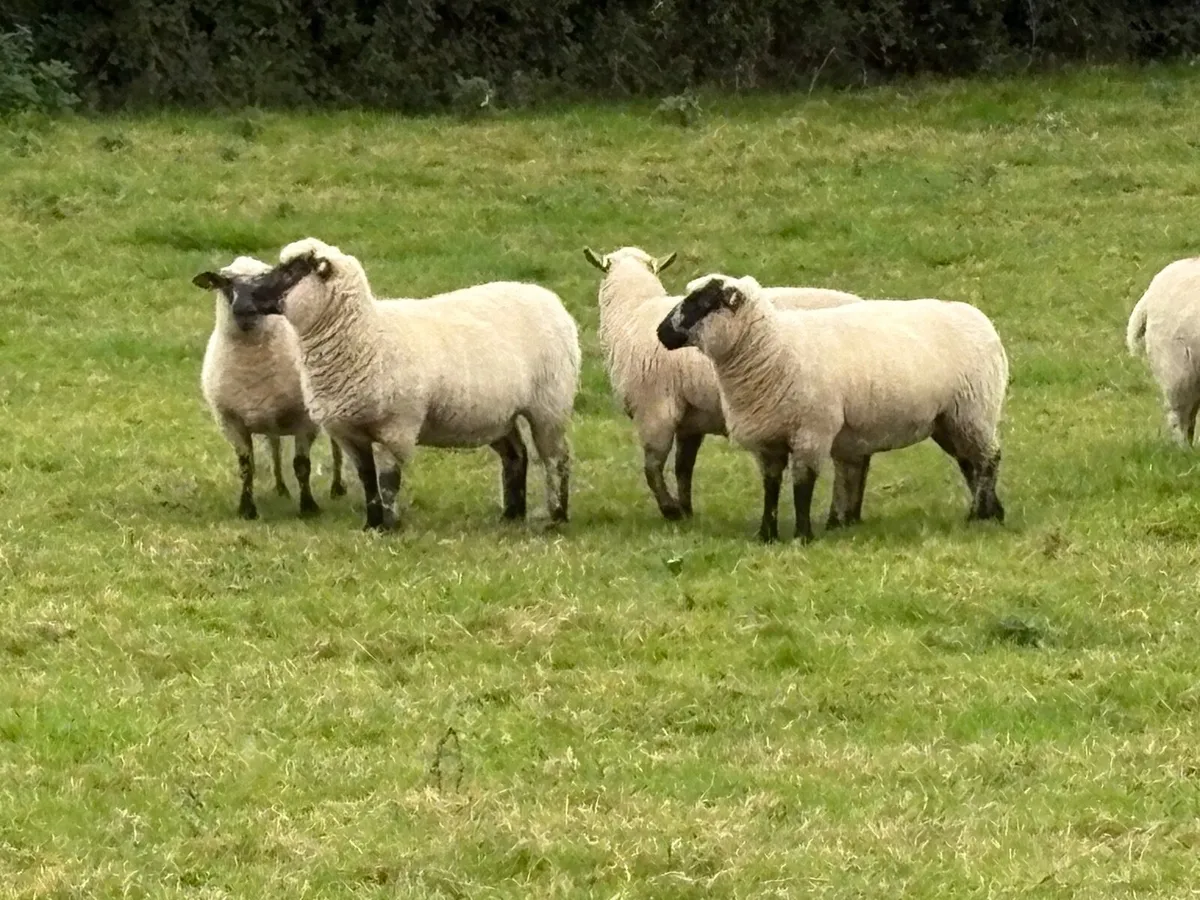 Hoggets - Image 1