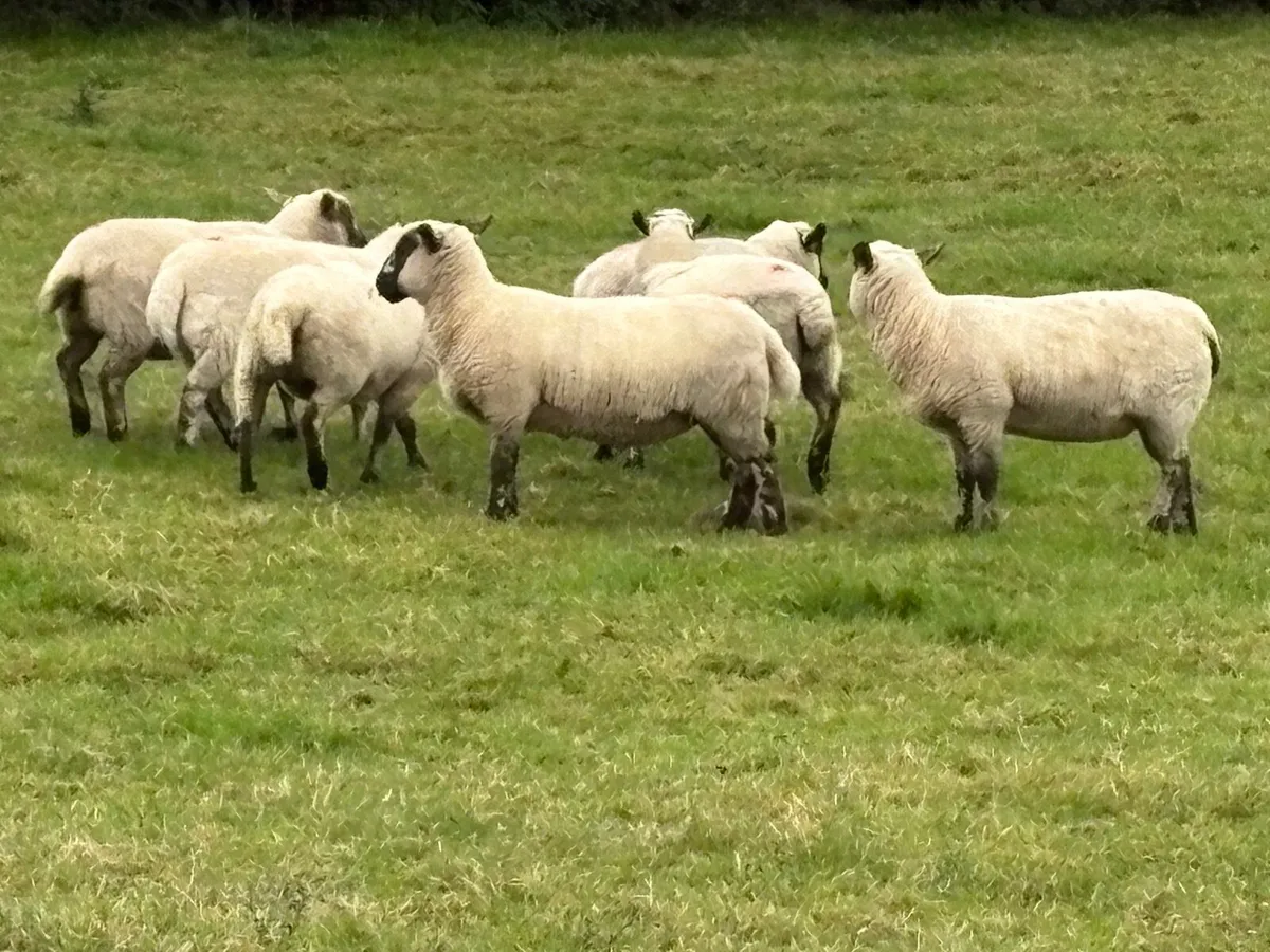 Hoggets - Image 2