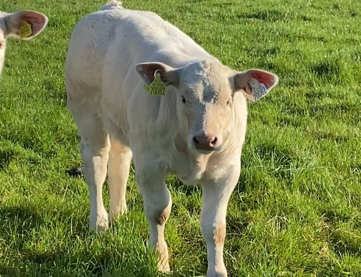 Purebred Charolais heifer and Cow - Image 2