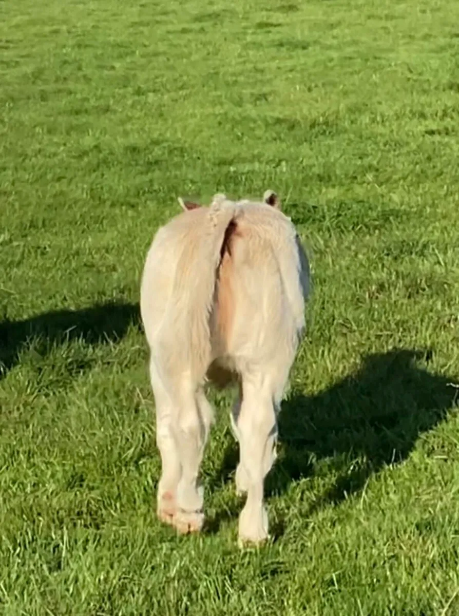 Purebred Charolais heifer and Cow - Image 3