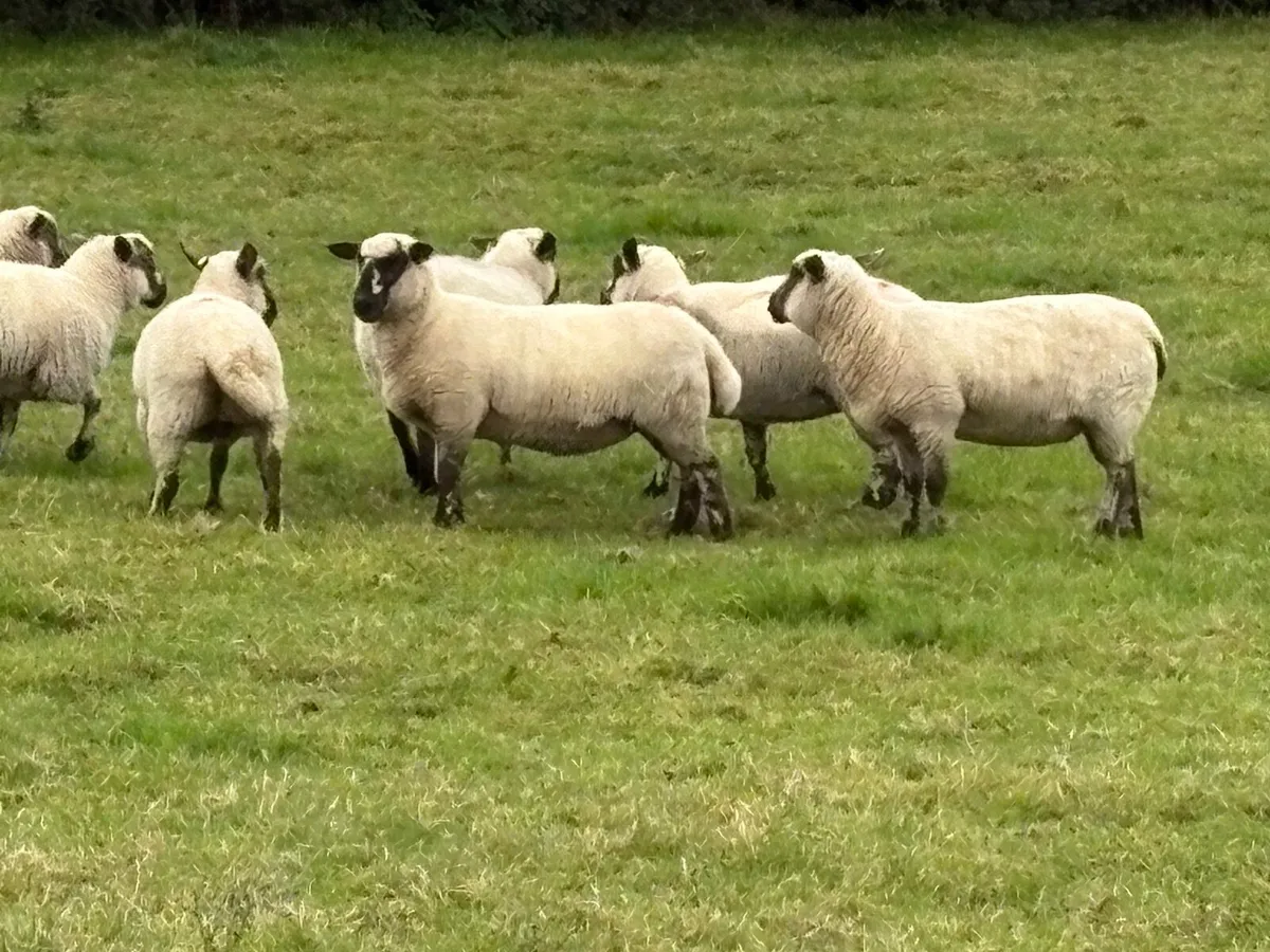 Hoggets - Image 3