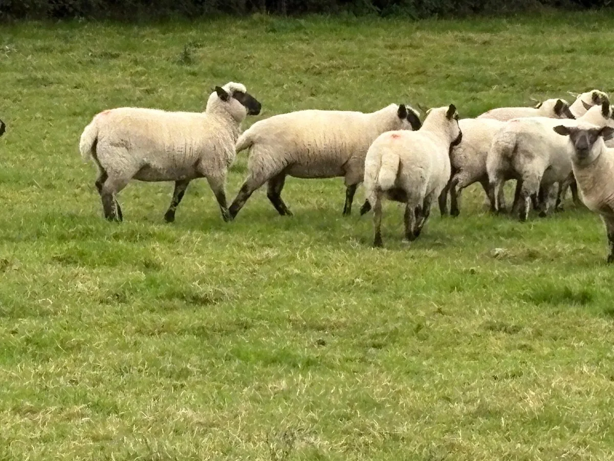 Hoggets - Image 4