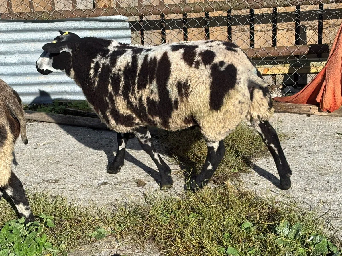 Dutch Spotted Ram - Image 4