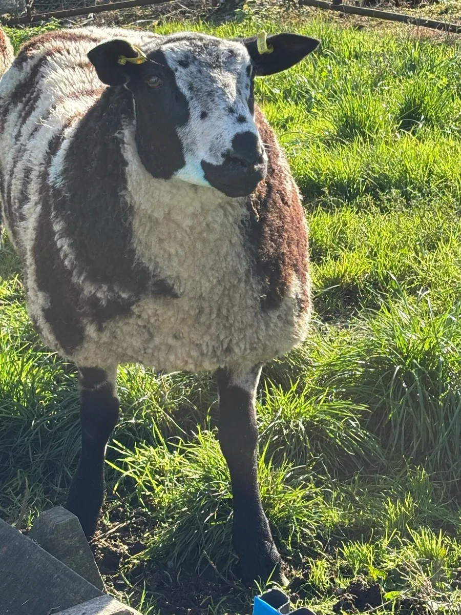 Dutch Spotted Ram - Image 1