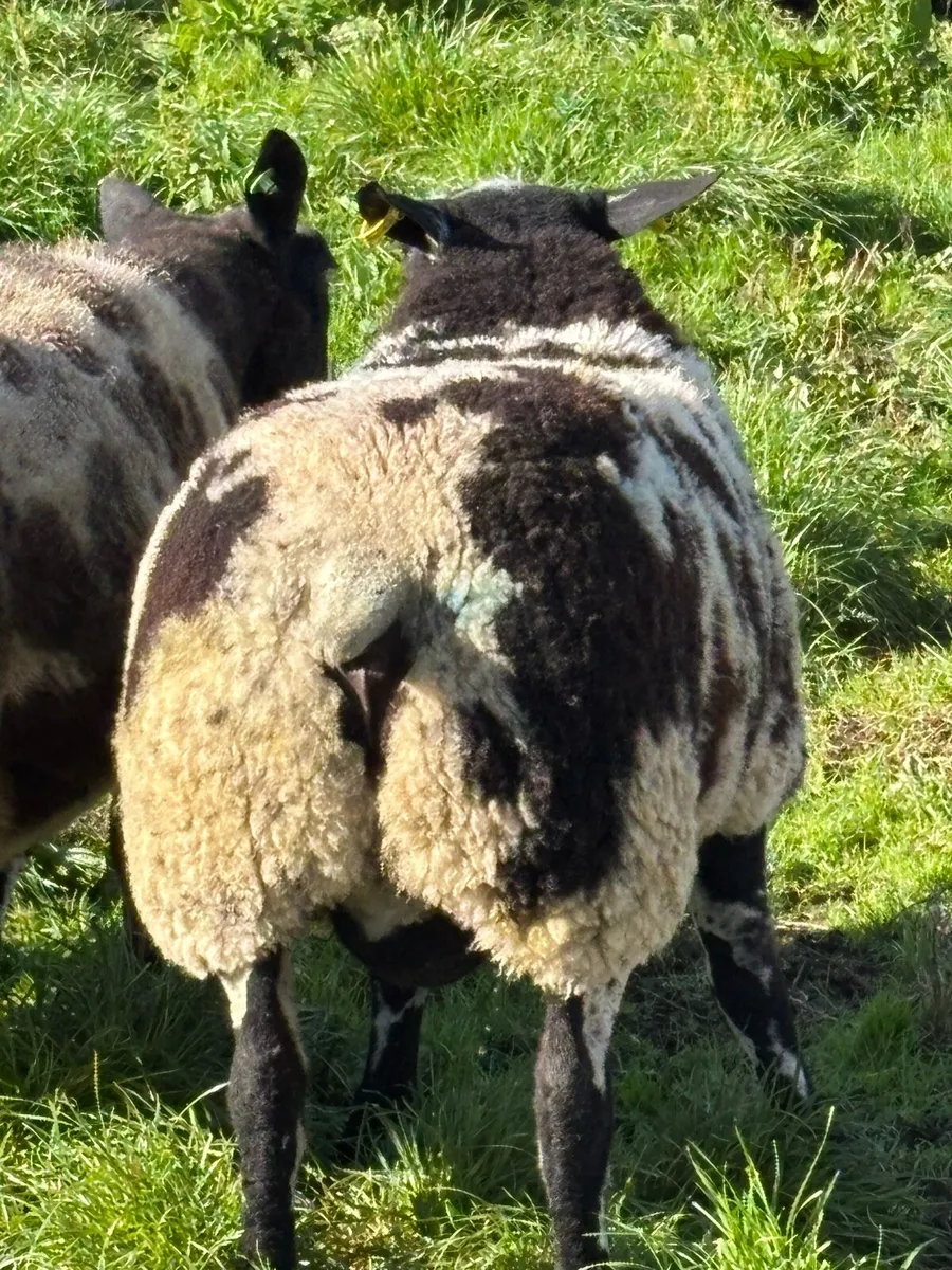 Dutch Spotted Ram - Image 2