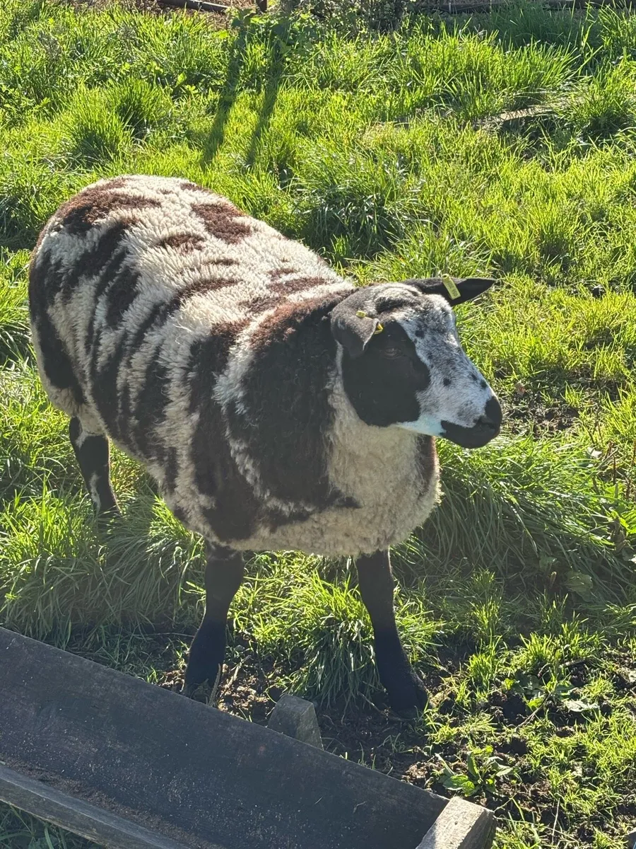 Dutch Spotted Ram - Image 3