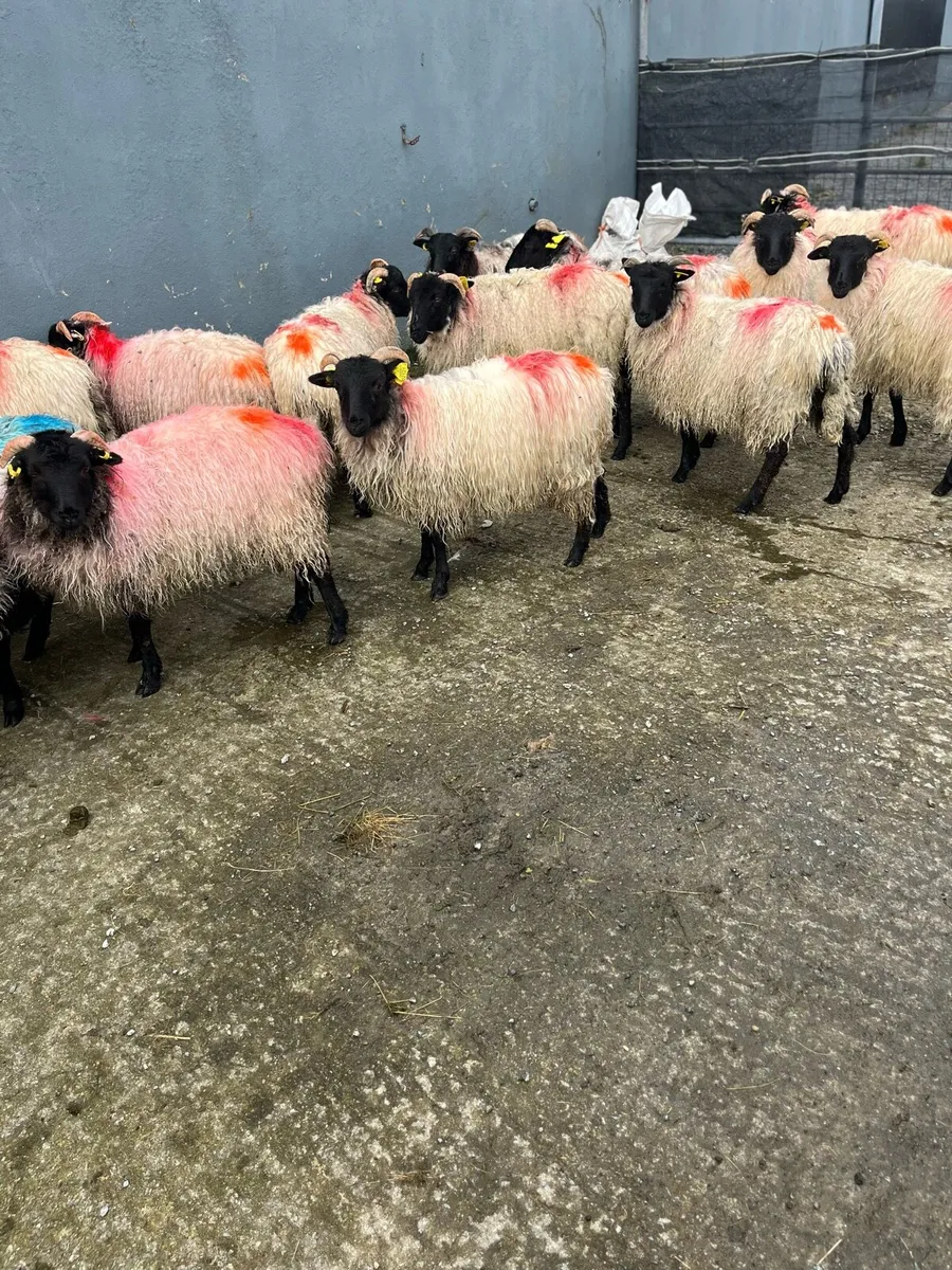 Blackfaced mountain ewe lambs - Image 2