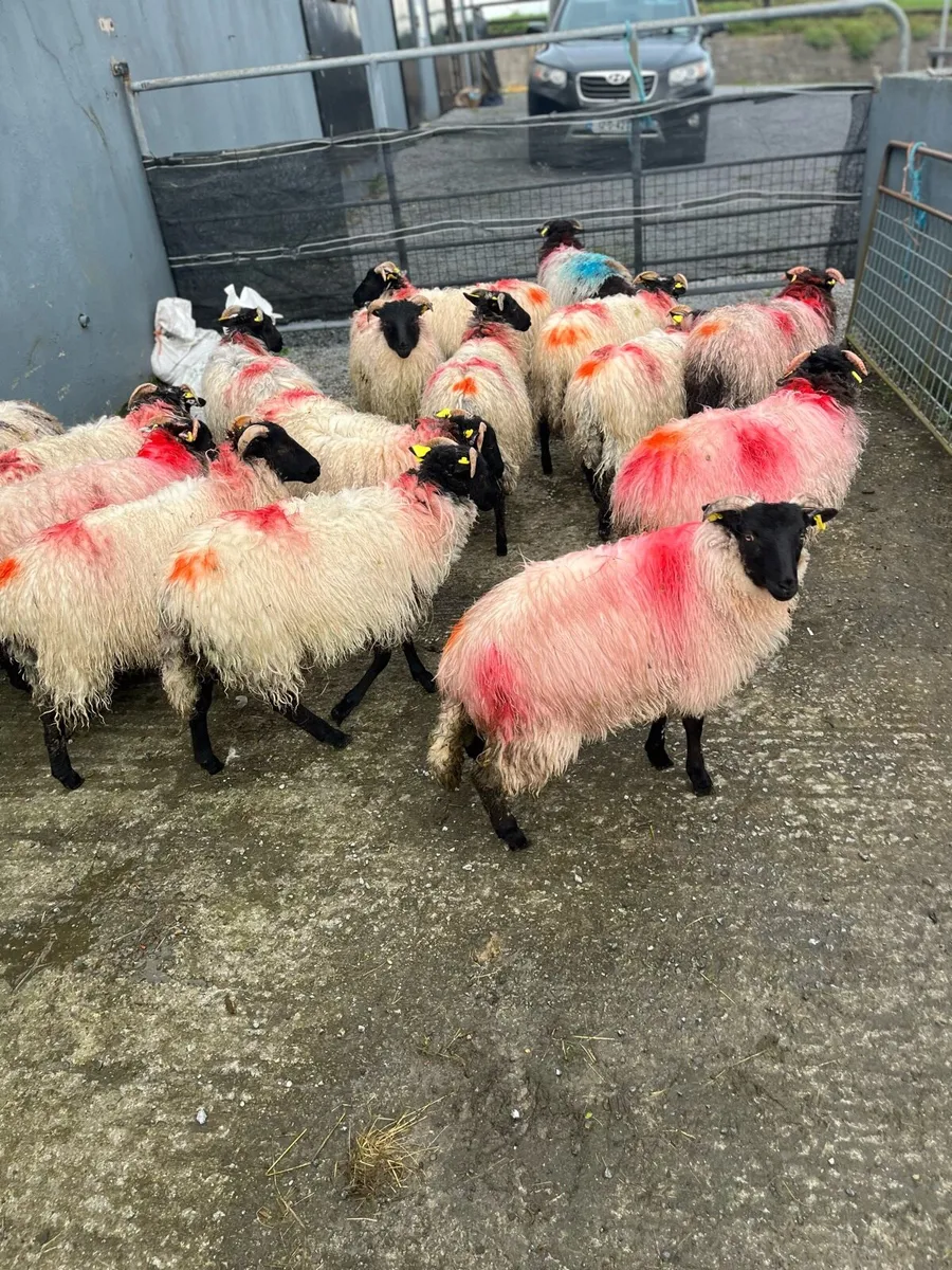 Blackfaced mountain ewe lambs - Image 3