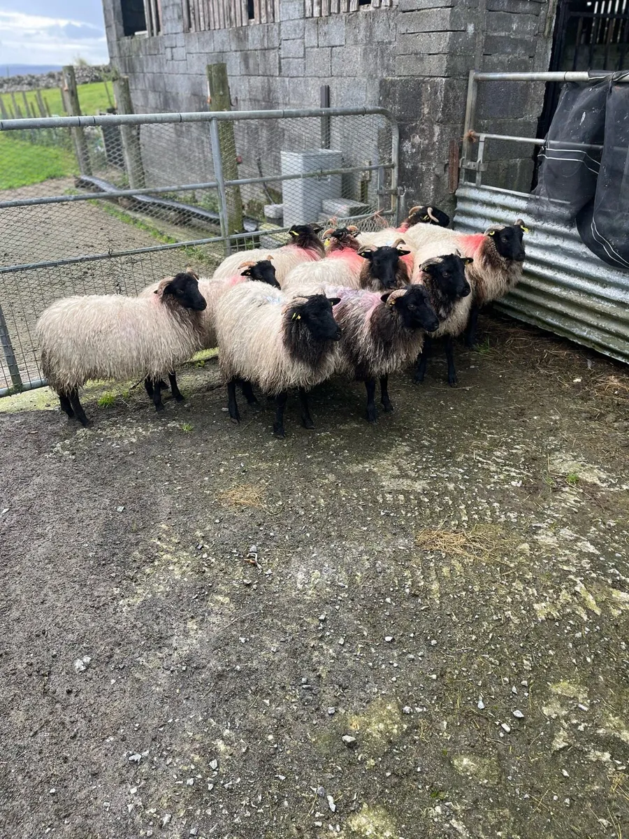 Blackfaced mountain ewe lambs - Image 4
