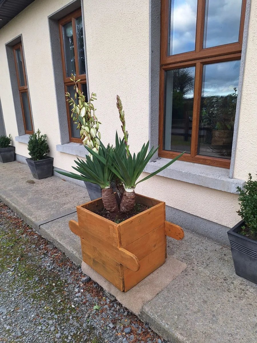 Yucca Gloriosa / palm tree - Image 1