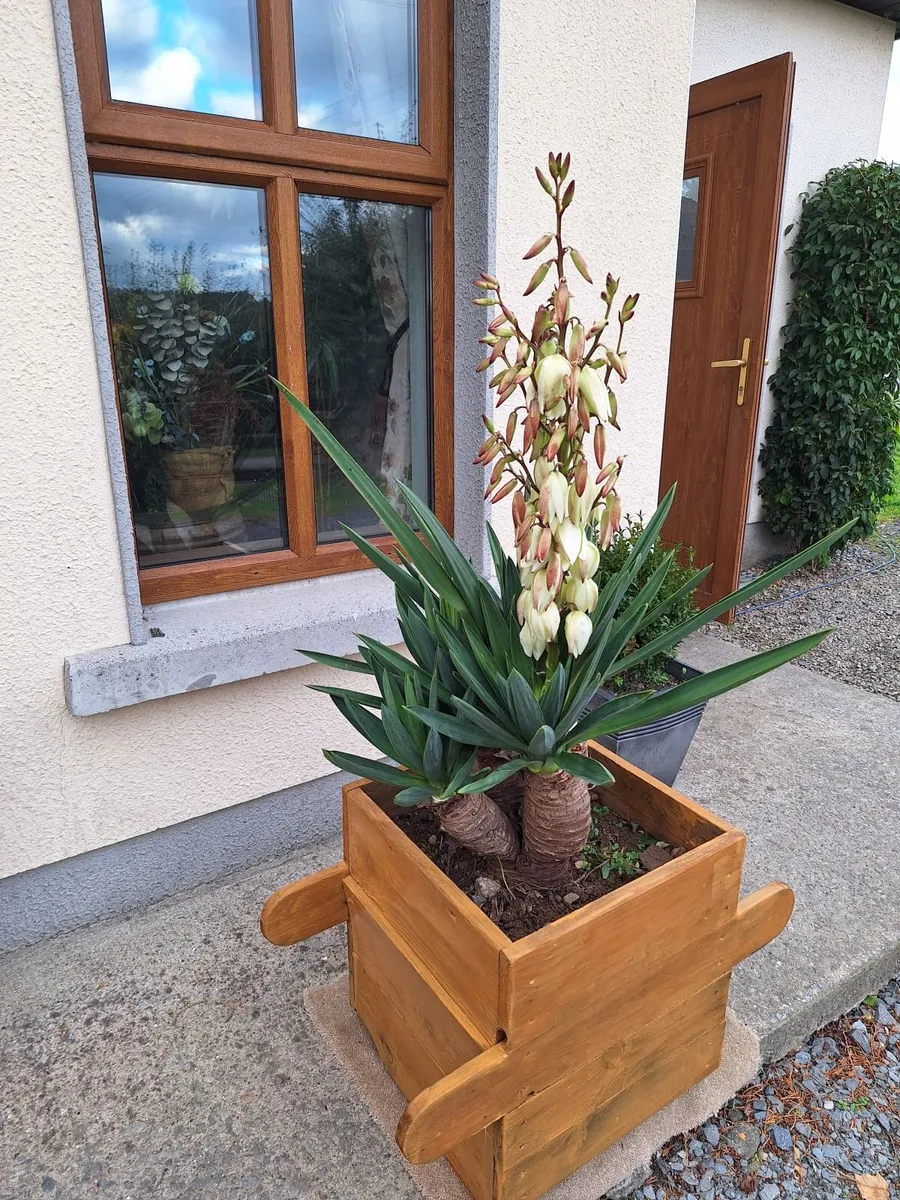 Yucca Gloriosa / palm tree - Image 2