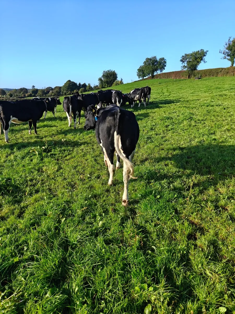 **high EBI heifers** - Image 1