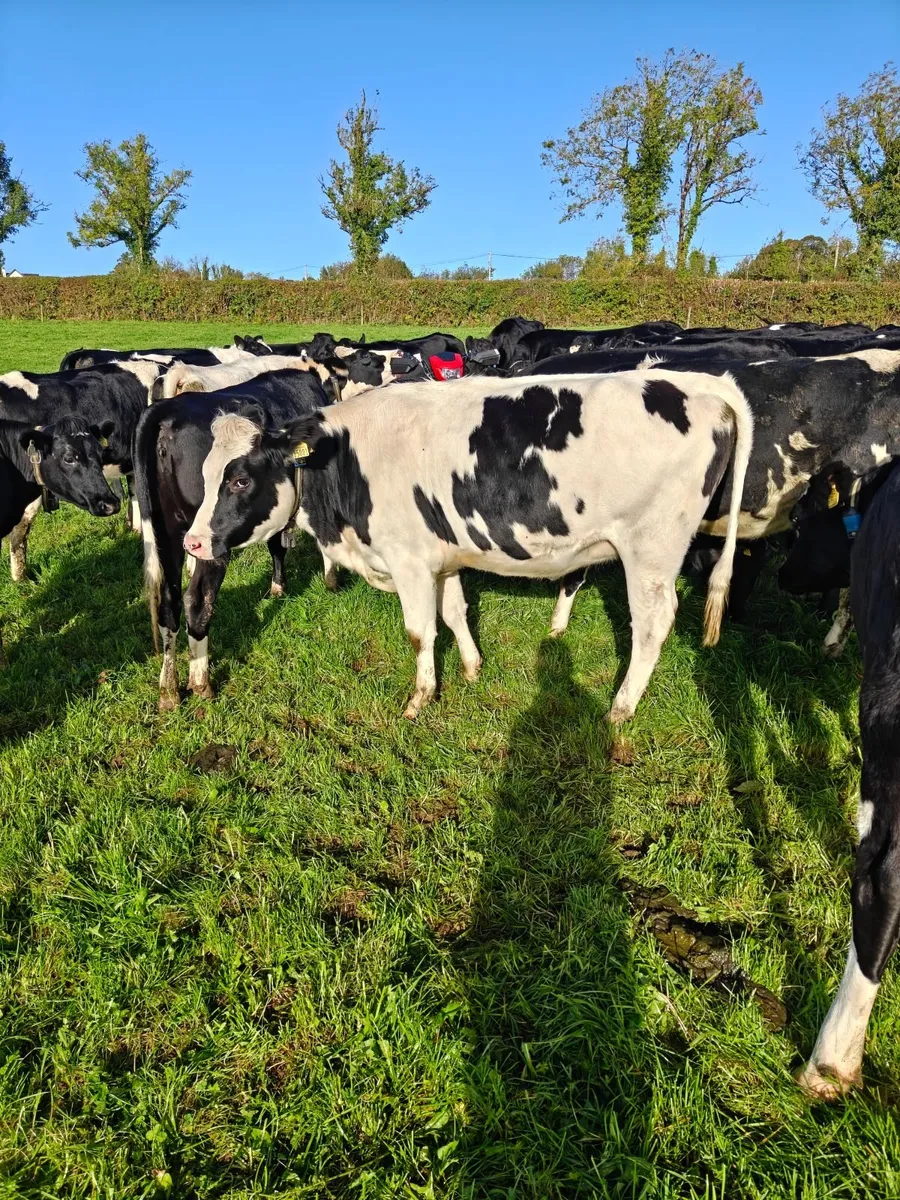 **high EBI heifers** - Image 3