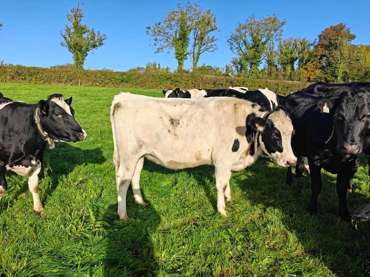 **high EBI heifers** - Image 2