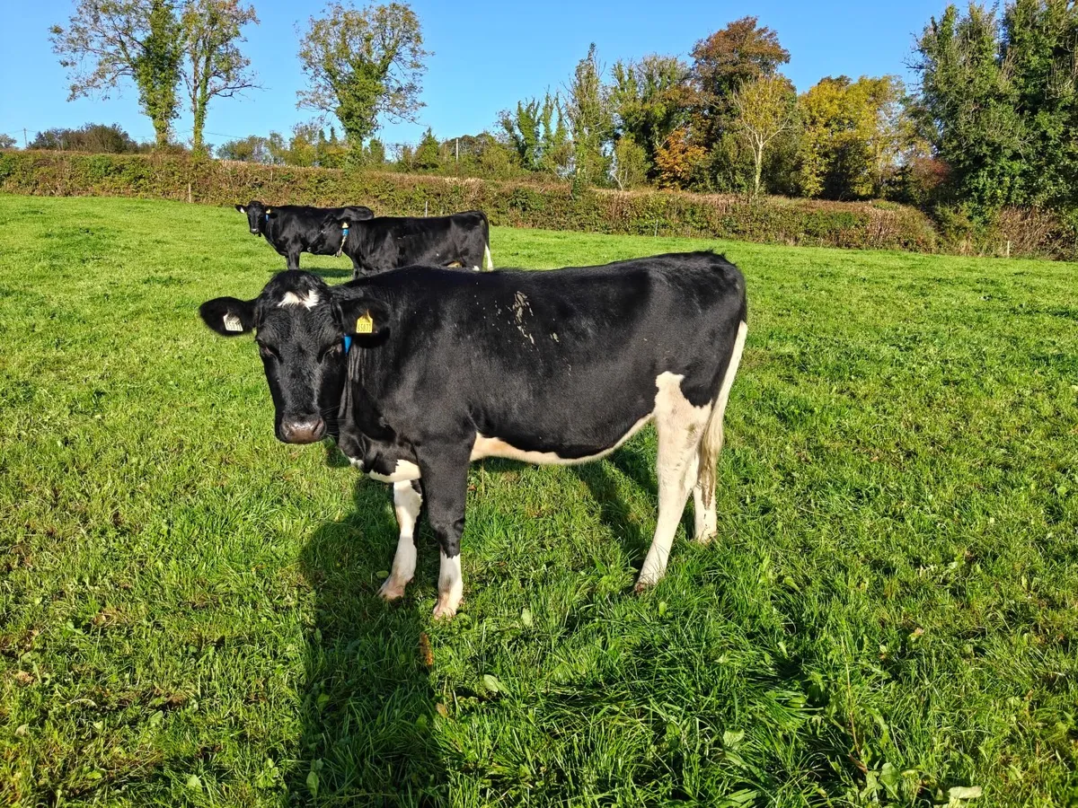**high EBI heifers** - Image 4